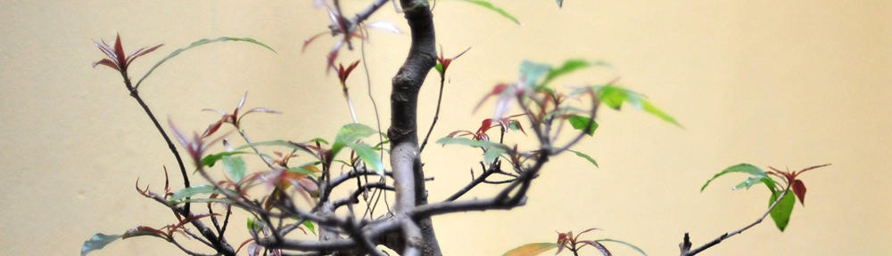 Adventures of Paul de Boer